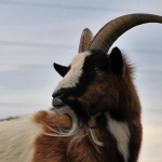 Goat 3