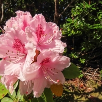 Rhododendron Yunnanense