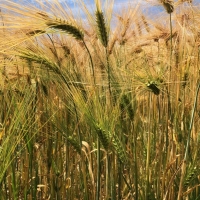 Fields of Barley at Hordle